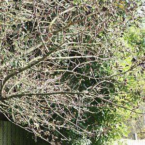 The guilty tree, 12th September 2014