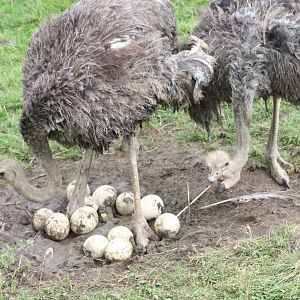 Ostriches with eggs, 1st September 2014