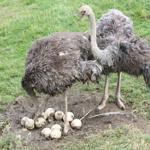 Ostriches with eggs, 1st September 2014