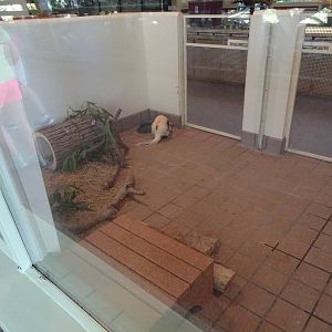 Striped Skunk Exhibit at Busch Gardens Tampa
