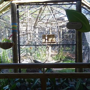 Tamandua Exhibit at Busch Gardens Tampa