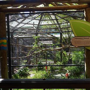 Swainson's Toucan Aviary at Busch Gardens Tampa