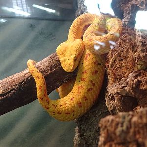 Eyelash Viper at Busch Gardens Tampa