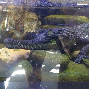 Slender-Snouted Crocodile at Busch Gardens Tampa