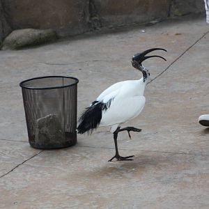 Isis in action, 1st September 2014