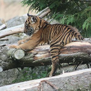 Sumatran Tiger cub, 1st September 2014