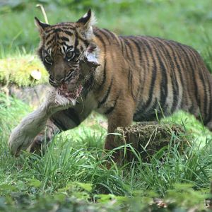 Sumatran Tiger cub, 1st September 2014