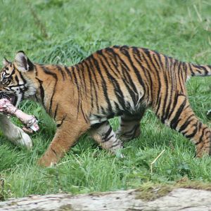 Sumatran Tiger cub, 1st September 2014
