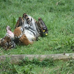 Sumatran Tiger cub, 1st September 2014