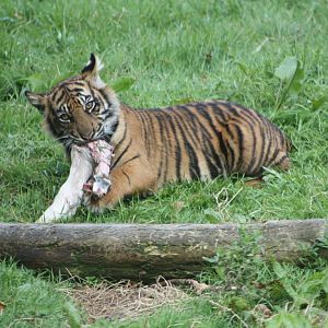 Sumatran Tiger cub, 1st September 2014