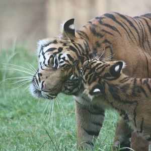 Sumatran Tiger mother and cub, 1st September 2014