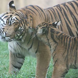 Sumatran Tiger mother and cub, 1st September 2014