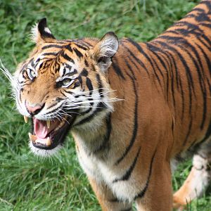 Sumatran Tiger, 1st September 2014