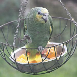 Orange-winged Amazon, 1st September 2014