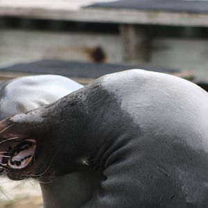 Californian Sealions, 1st September 2014