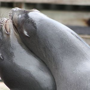 Californian Sealions, 1st September 2014