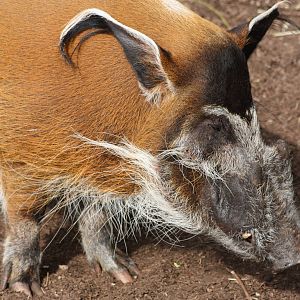 Red River Hog, 1st September 2014