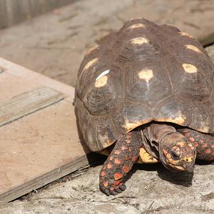 Red-footed Tortoise, 1st September 2014