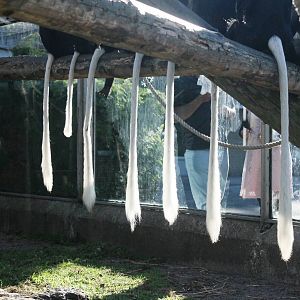 King Colobus Blackpool Zoo 7 September 2014