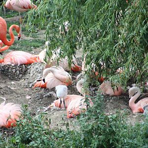 More chicks to be seen, 1st September 2014