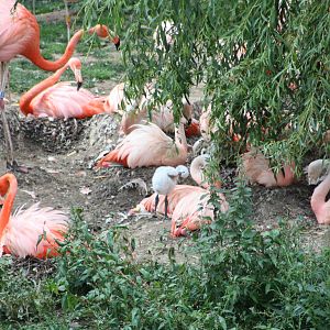More chicks to be seen, 1st September 2014