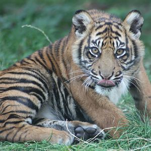 Sumatran Tiger cub, 1st September 2014
