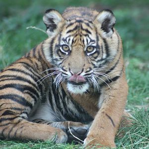 Sumatran Tiger cub, 1st September 2014