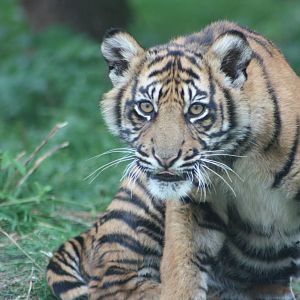 Sumatran Tiger cub, 1st September 2014