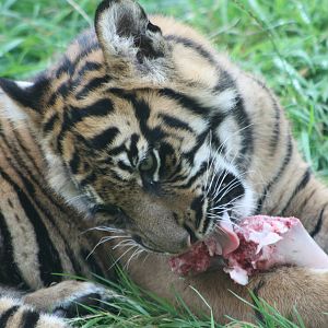 Sumatran Tiger cub, 1st September 2014