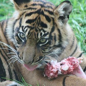 Sumatran Tiger cub, 1st September 2014