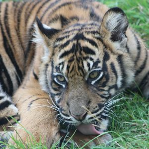 Sumatran Tiger cub, 1st September 2014