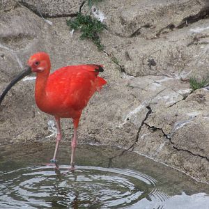 Scarlet Ibis, 1st September 2014
