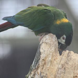 Yellow-collared Macaw, 1st September 2014