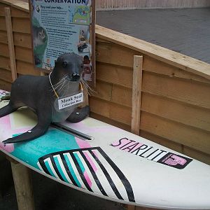 The "Monk Seal" has a surfboard, 1st September 2014