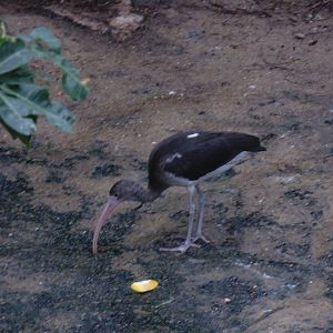 Juvenile Scarlet Ibis