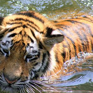 Siberian tiger swimming; Cologne; 5th September 2014