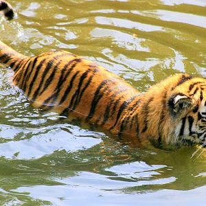 Siberian tiger swimming; Cologne; 5th September 2014