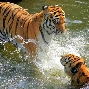 Siberian tigers splashing; Cologne; 5th September 2014