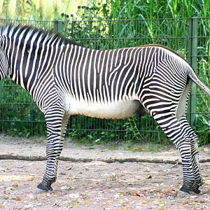 Grevy's zebra; Cologne; 5th September 2014