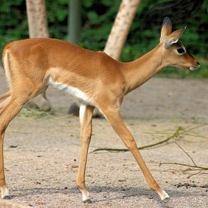 Young impala (in front of giraffe); Cologne; 5th September 2014