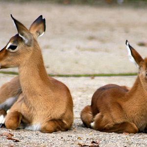 Young  impalas; Cologne; 5th September 2014