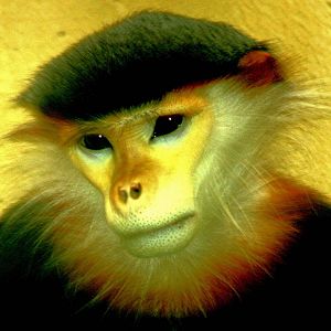 Douc langur (last in Europe); Cologne; 6th September 2014