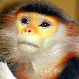 Douc langur (last in Europe); Cologne; 6th September 2014