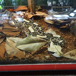 Gaboon Viper at Busch Gardens Tampa