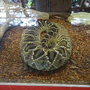 Eastern Diamondback Rattlesnake at Busch Gardens Tampa