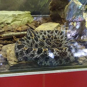 Pigmy Rattlesnake at Busch Gardens Tampa