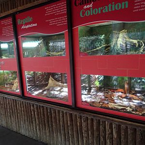 Snake Exhibits at Busch Gardens Tampa