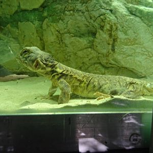 Spiny-Tailed Lizard at Busch Gardens Tampa