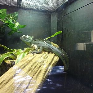 Plumed Basilisk at Busch Gardens Tampa