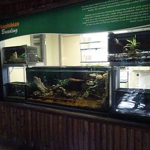 Amphibian Exhibits at Busch Gardens Tampa